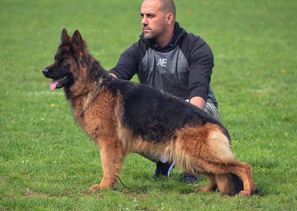 Продам суку німецької вівчарки