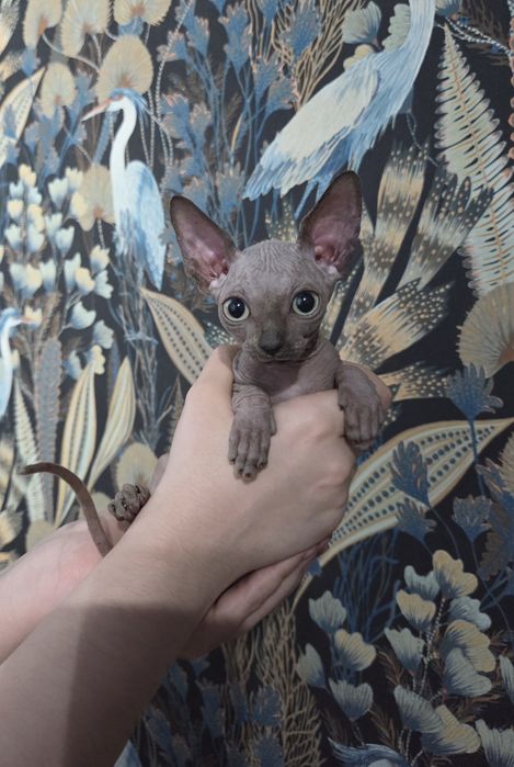 Sfinks Kanadyjski chłopczyk ROMUŚ