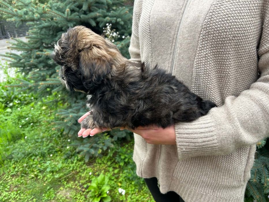 Shih tzu bursztynowy piesek !