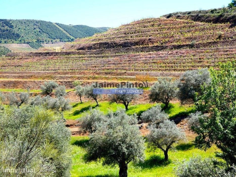 Quinta, Olival, Vinha, Casa Agrícola, no Pocinho. Portugal, V. N. F...