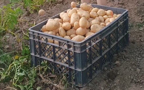 Batata branca Monalisa