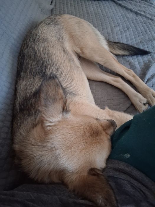 Urocza sunia, której nikt nie chce dać szansy