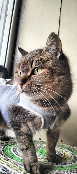 Найкраща кішка шукає дім!