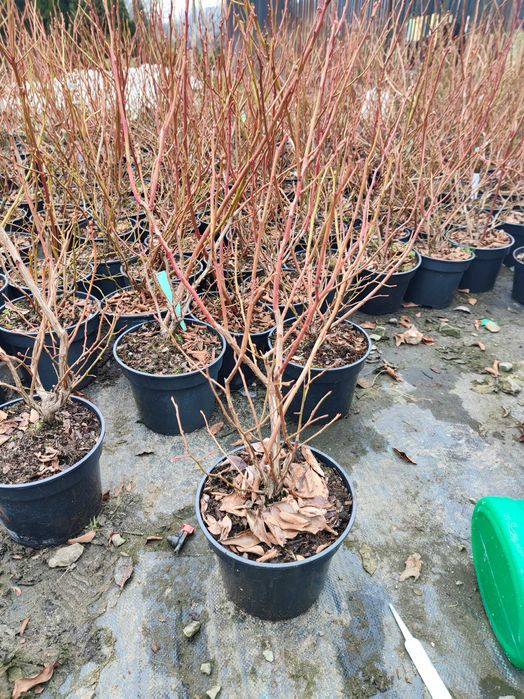 Sadzonki 2,5 letnie do 50cm! CAC Sadzonki Borówka Amerykańska