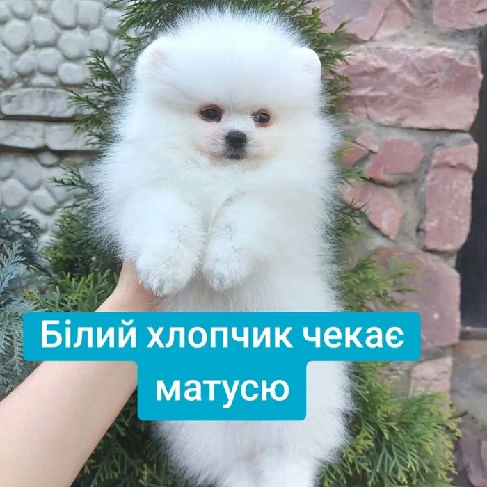 Эксклюзив! Мальчик белый померанец вес 1 кг 6 мес