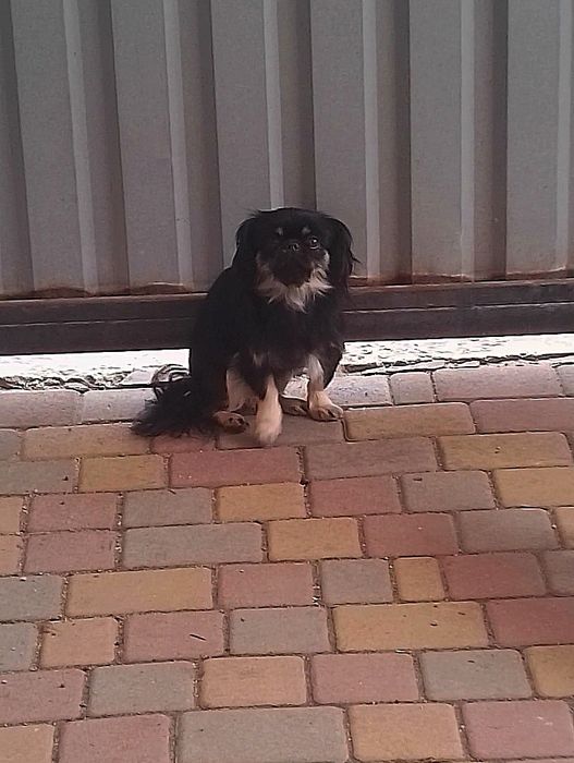 Девочка пекинес .