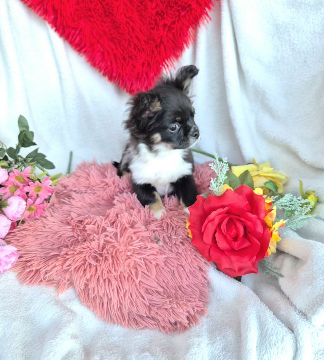 Śliczny długowłosy Poesek Chihuahua