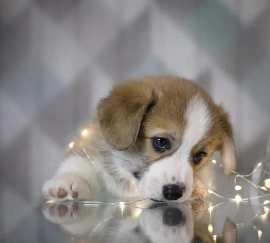 Дівчинка і хлопчики Вельш корг