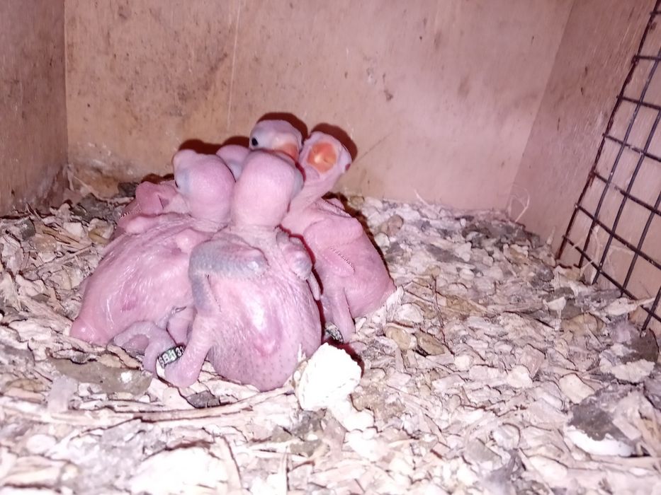 Ring neck bebés para acabar de criar á mão.