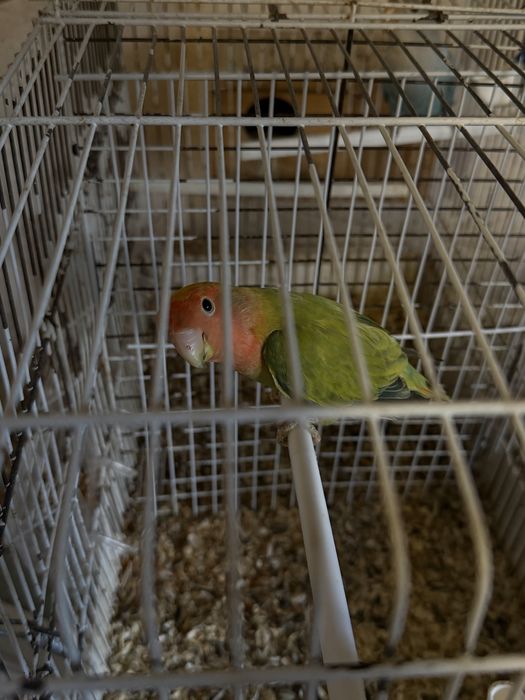 Agapornis de todos os estilos!