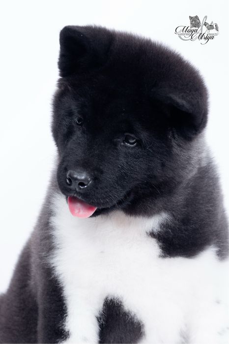 Американскька акіта/ американская акита / american akita