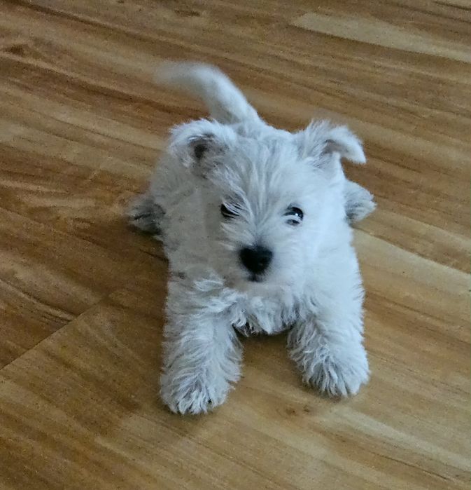West highland terrier Piesek