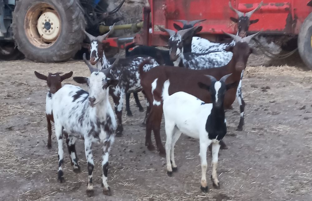 Cabras algarvias para venda