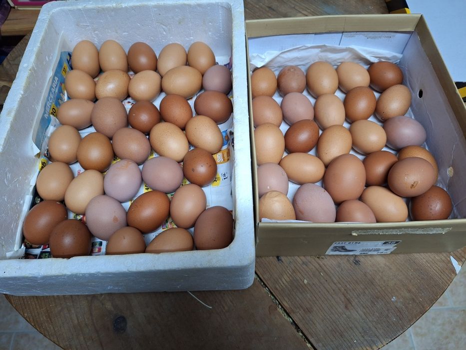 Ovos de galihas do campo