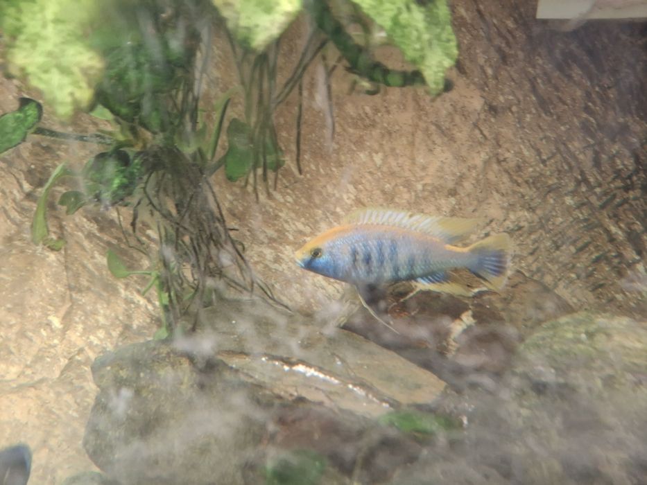 Otopharynix lithobates