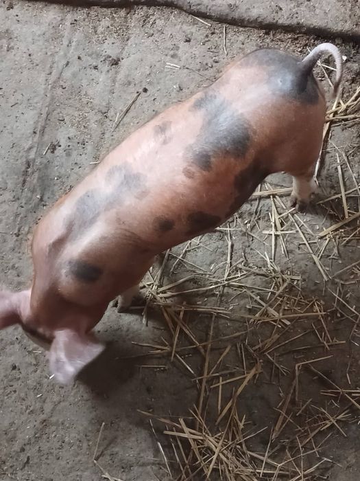 Продаються кастровані кабанчики