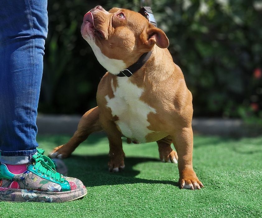 American Bully Pocket