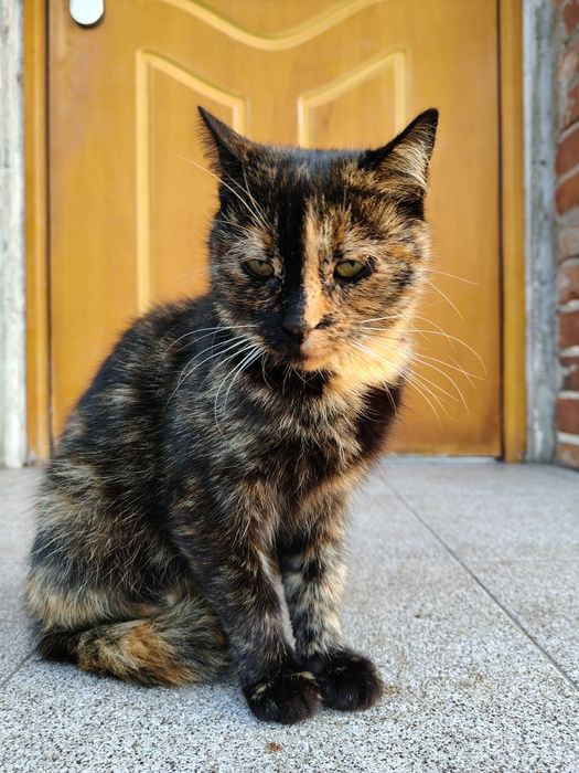 DKotka dorosła szuka domu