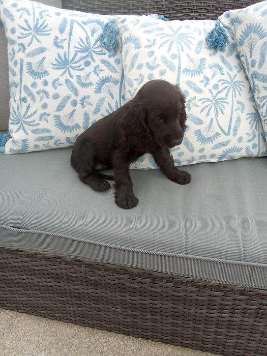 Cocker spaniel inglês