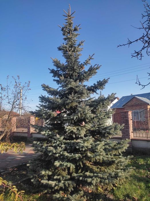 Ялинка жива голуба