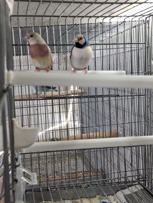 Casal diamante gould
