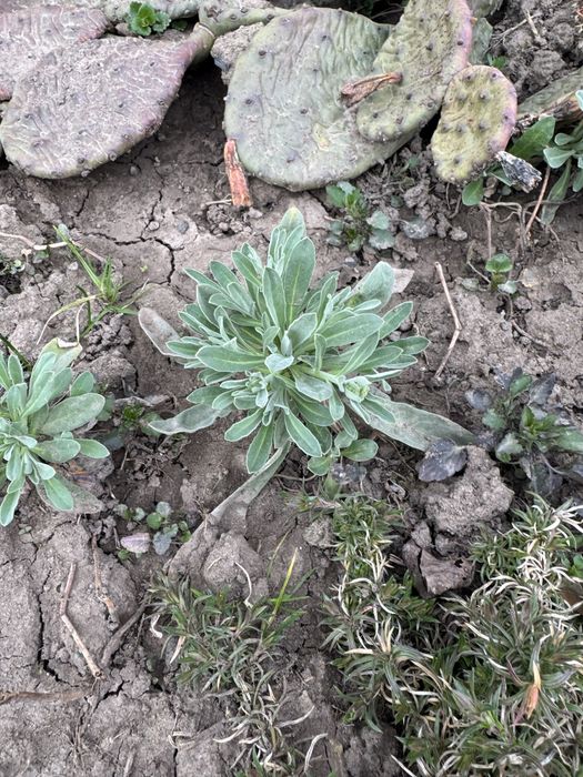 Арабіс, примула, аліссум