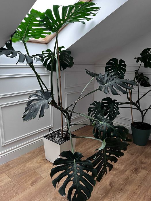 Monstera duża zadbana