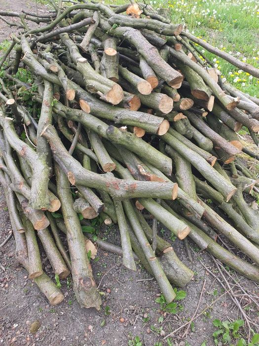 Drewno oddam. Drewno z sadu leszczyny do wycinki