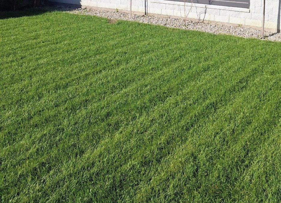 Trawa trawnikowa nasiona traw autostradowa, skarpy, łąka kwietna