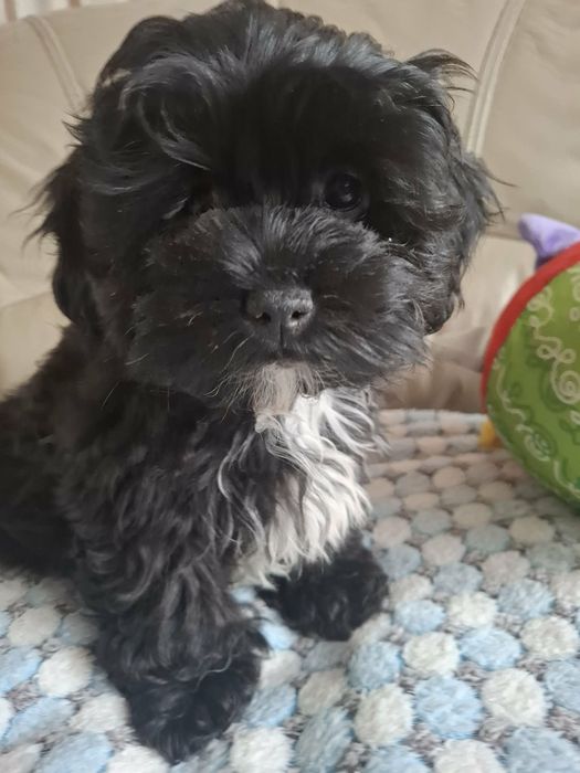 SHIHPOO Pudel Shih Tzu przepiękna suczka  !