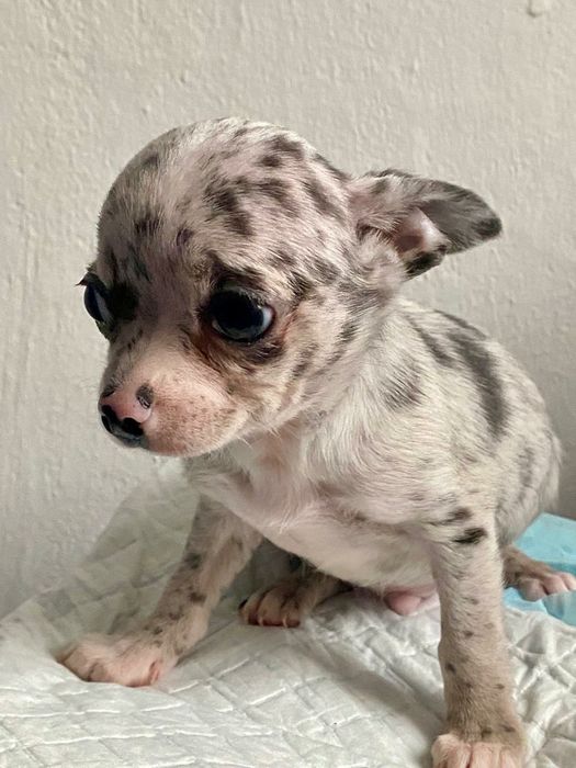 Blue merle ,Chihuahua szczeniak piesek , Śląsk