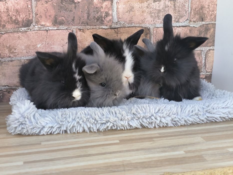 Króliczki karzełki mini puszyste króliki