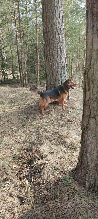 Oddam pieska w dobre ręce