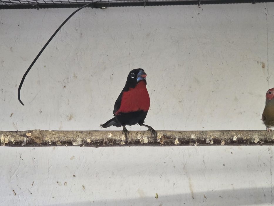 Bico azul do peito escarlate Spermophaga haematina