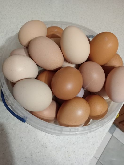 Яйця курячі домашні