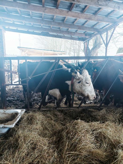 krowy mamki zacielone