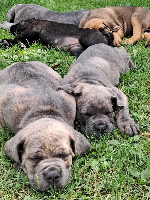 Cane Corso wyjatkowe szczeniaki