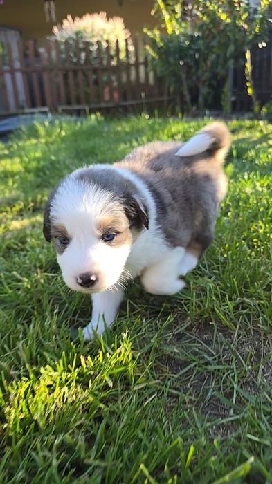 Border Collie blue merle