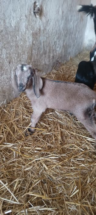 Kózki koziołki młode