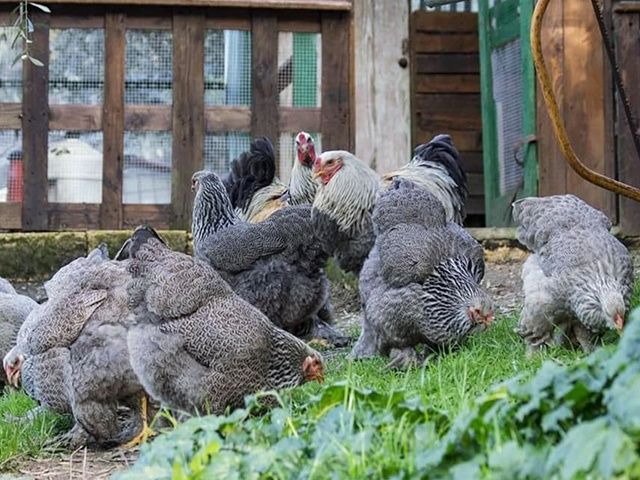Яйце для інкубації, курчата, Брама темна, лососева, лимонна.