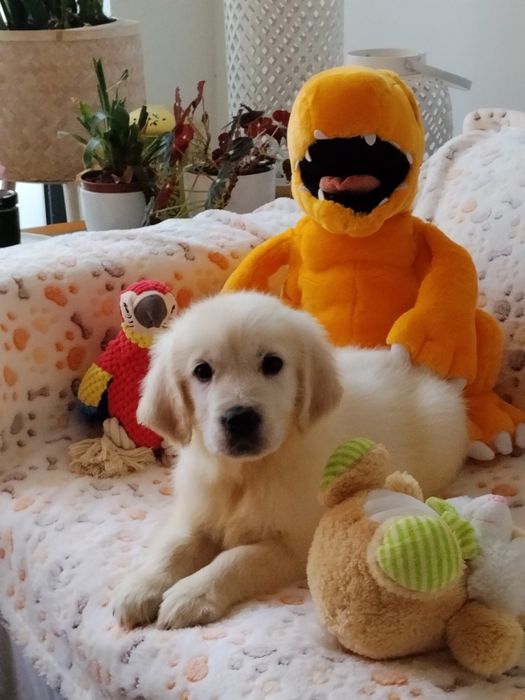 Golden Retriver com LOP e Afixo