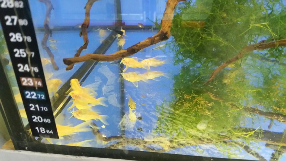 Kirys Albinos Spiżowy i pstry