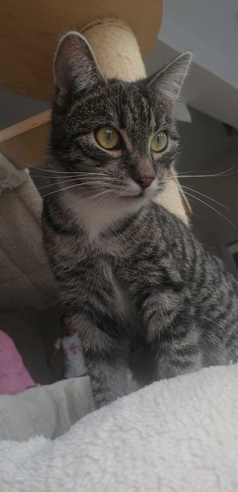 Słodki burasek szuka domu