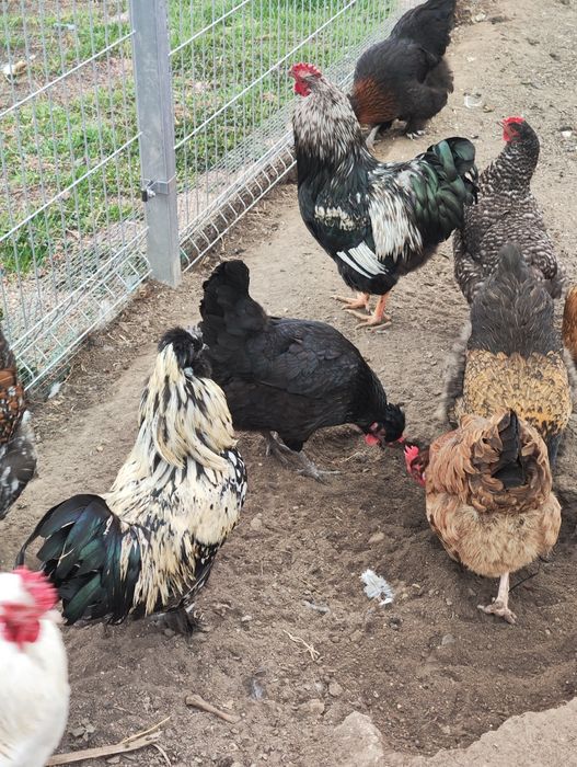 Jaja lęgowe mix ras, bardzo ładne kury