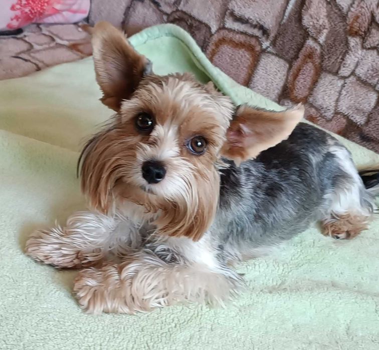 Yorki biwer  gotowe do odbioru