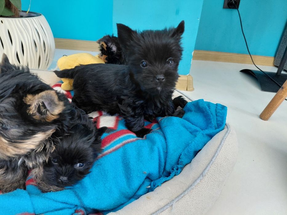 Yorkshire Terrier