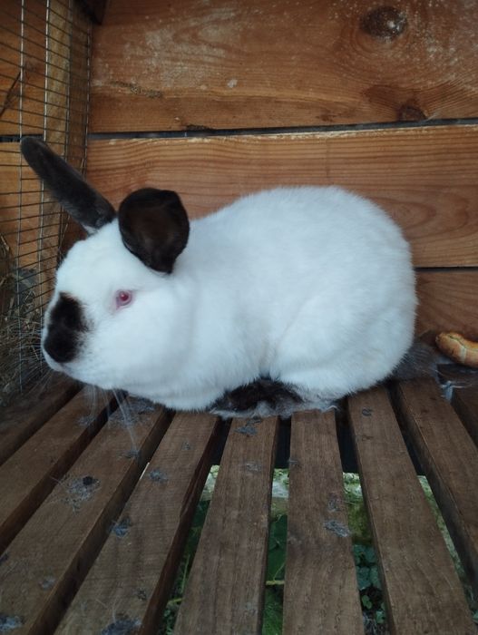 Продаж каліфорнія