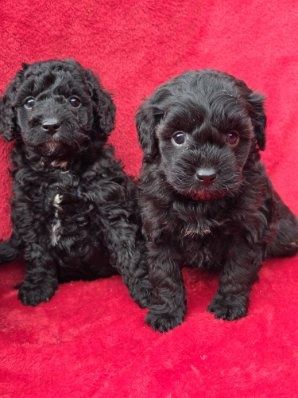 Cavapoo z metryką