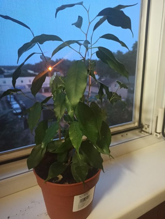 Фікус  Бенджаміна