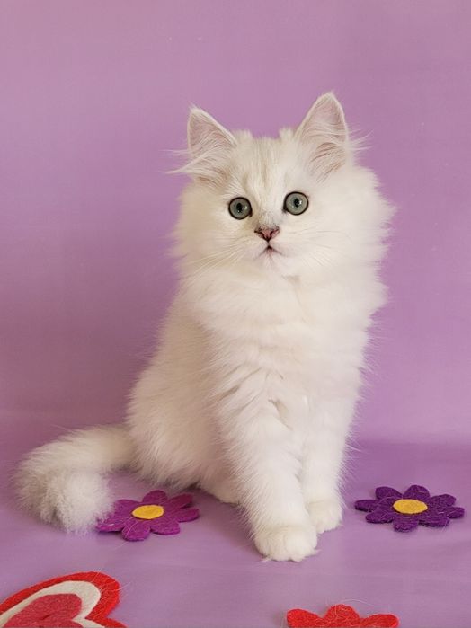 Британські кошенята срібляста шиншила